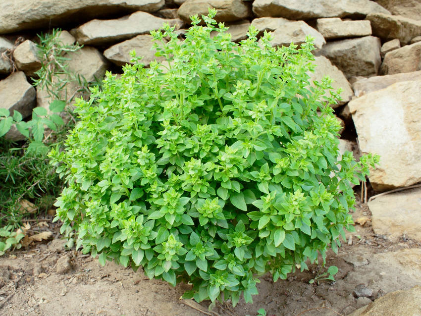 Basil Bush